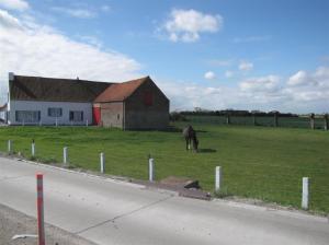 Beatutful Zeebrugge farms, horse here